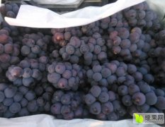 晋州市周头7月京亚葡萄大量上市了