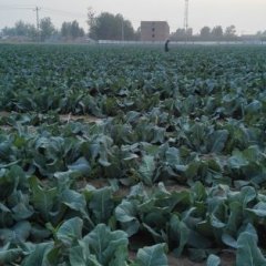 山东高唐白面青梗松花菜菜花长势旺盛