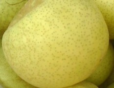黄金梨开园了