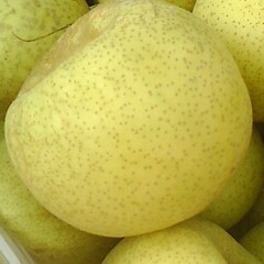 黄金梨开园了