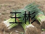 河北邯郸大量供应优质大葱