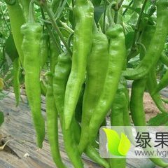 昌乐大左金牛角辣椒产销两旺