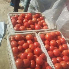 松山西红柿假一赔十大庙赵先生诚信合作