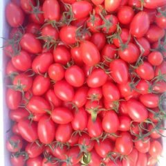 阜城古城李文臣8月圣女果