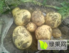 河北围场荷兰十五土豆是名优特产