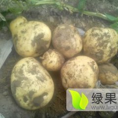 河北围场荷兰十五土豆是名优特产