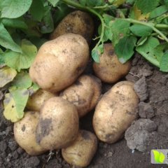 公主岭市怀德镇土豆先到先赚！