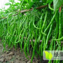 2015鱼台辣椒收购工作全面开展