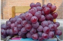 陕西大荔红提葡萄著名品种