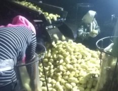 围场土豆价格行情平稳,广发王国艳诚信合作