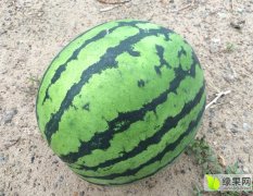 二龍鄉(xiāng) 西瓜代辦 立發(fā)超市 任發(fā)立