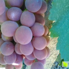 呼图壁大丰李述泽9月红提葡萄