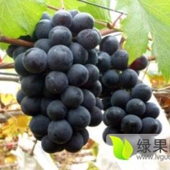 供应辽峰葡萄套袋无核1.5元辽宁盖州