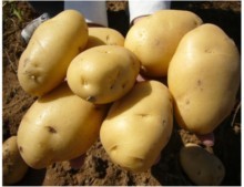 惠城现有大量九华种薯预售
