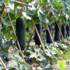 鹿邑观堂苏万庆8月子弹头黑皮冬瓜