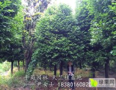 2015郫县绿化苗木收购