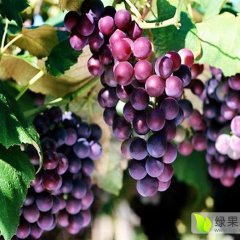 自己种植玫瑰香葡萄现已开始成熟