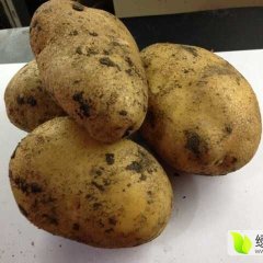 讷河马铃薯种子.商品