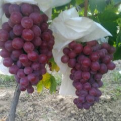 大荔葡萄名优产品,双泉李铁牛诚信合作