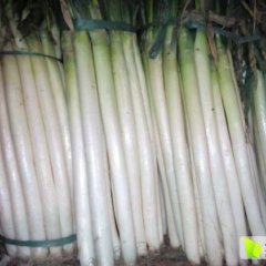 出售平度铁杆大葱：张戈庄孙陈强