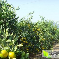 回龙圩7月迥峰蜜桔柑橘