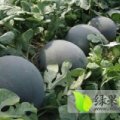 太康花皮无籽西瓜长势旺盛