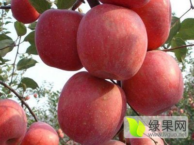 2015年山东寒亭美国八号价格