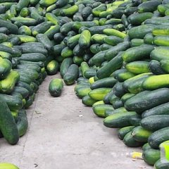 湖南安乡县安德乡广东黑皮地冬瓜