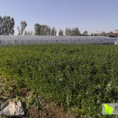 山东章丘鲍芹清新爽口