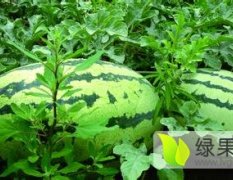 科尔沁西瓜随行就市,丰田岳先生诚信合作
