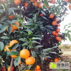 广西武鸣沙糖桔品质优良