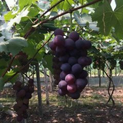 慈溪掌起镇巨峰葡萄深得消费者厚爱