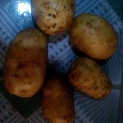 围场土豆欢迎合作苇子曲彦东诚信合作