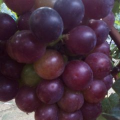 山东平邑敬国果蔬合作社京亚藤稔大葡萄品质优