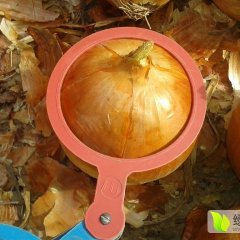 民勤薛百乡黄皮洋葱口感独特