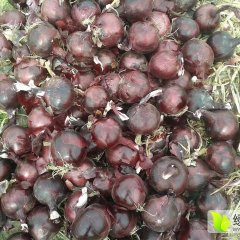 甘肃民勤紫皮洋葱品质优良