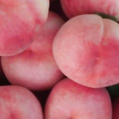 山东蒙阴蜜桃黄桃，甜黄金假一赔十