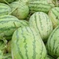 库伦旗六家子西瓜诚信大代办