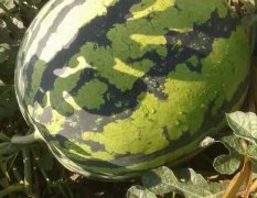 内蒙古库伦旗傲霸707西瓜价格行情平稳