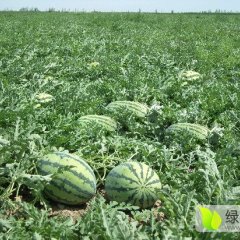 内蒙赤峰乌丹杨六子诚信代办老字号