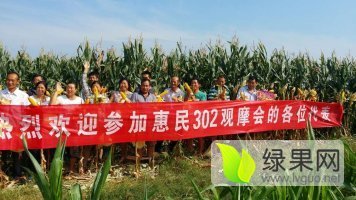 湖北宜城黄玉米，米粒饱满，颜色光亮