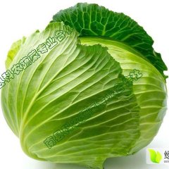 2015山东甘蓝收购工作全面开展