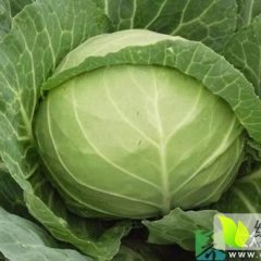 长期大量收购甘蓝