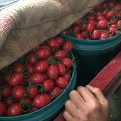 寿光田马千禧圣女果贝贝数量大、质量优！