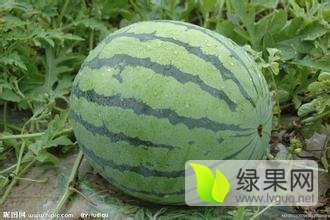 2015年吉林洮南地雷瓜价格
