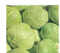 北林红旗中甘21甘蓝质量好，产量高