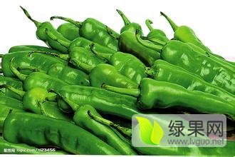 北林红旗金牛角辣椒货源足