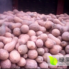 君山南瓜营养丰富,建新李刚明诚信合作