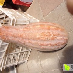 君山建新兴蔬大果南瓜货源充足