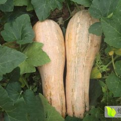 2015君山南瓜再不来就没机会了！